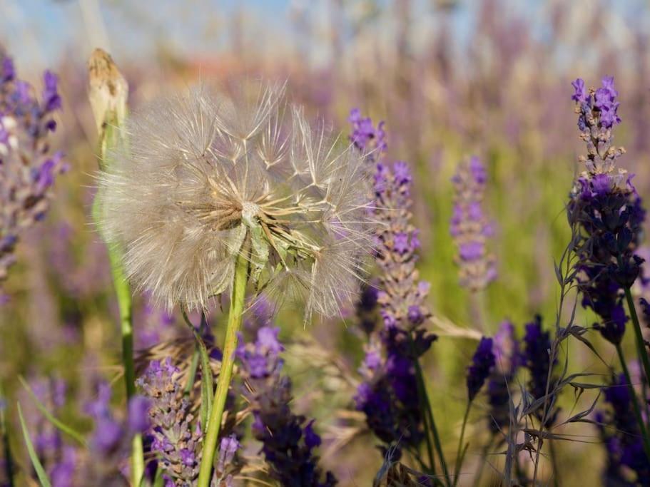 Verdon Secret - L'Escapade Parfaite Greoux-les-Bains ภายนอก รูปภาพ